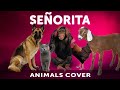 Senorita Parody Shawn Mendes Cover by Animals