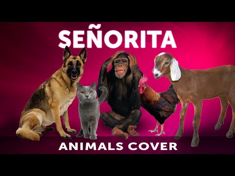 senorita-parody-shawn-mendes-cover-by-animals