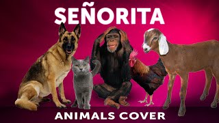 Animal sings 'Senorita'  Shawn Mendes & Camila Cabello Cover