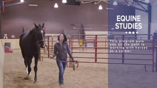 Equine Studies