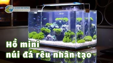 Hồ cá mini 40cm layout núi đá nhân tạo (Mini Aquarium Mountain layout)
