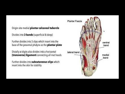 Video: Plantar Aponeurosis Anatomy, Function & Diagram - Kroppskartor