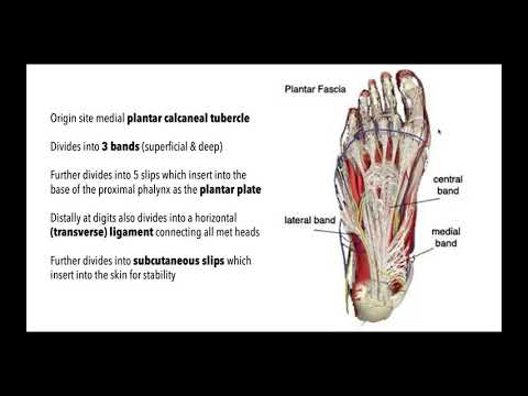 Video: Anatomie, Funcție și Diagrama Aponevrozei Plantare - Hărți De Corp