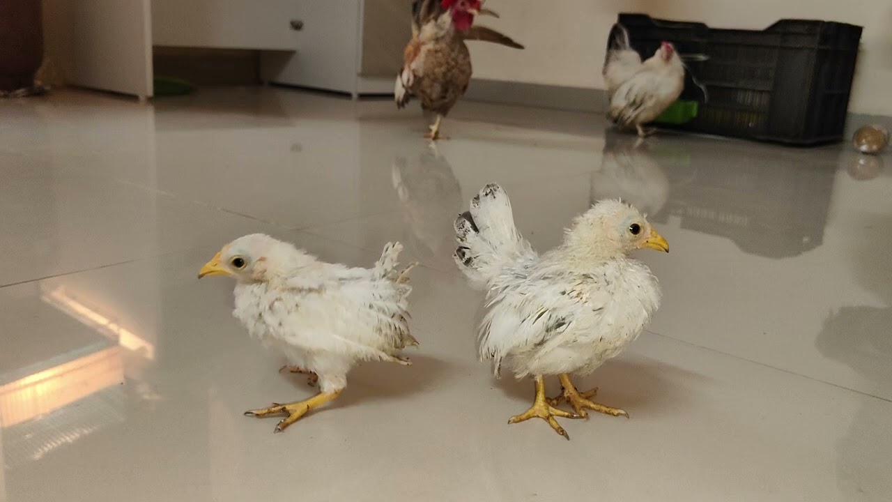 My honey rooster children are now growing day by day honey rooster and girlfriend 