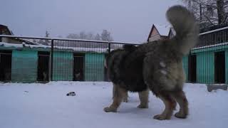 Caini Ciobanesti Caucazieni Mari Si Frumosi Caucazian Sheperd Dogs