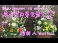 【お正月寄せ植えの作り方 】魚柳梅、葉牡丹、ジュリアン/花創人はなそうにん岐阜愛知寄せ植えハンギングバスケット教室