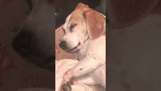 Just My Cutie Beagle Sleeping With His Tongue Sticking Out