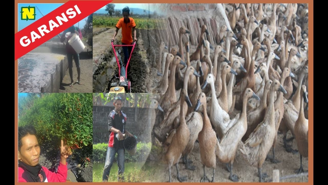 Cara Beternak bebek Pedaging 38 Hari Langsung Panen 