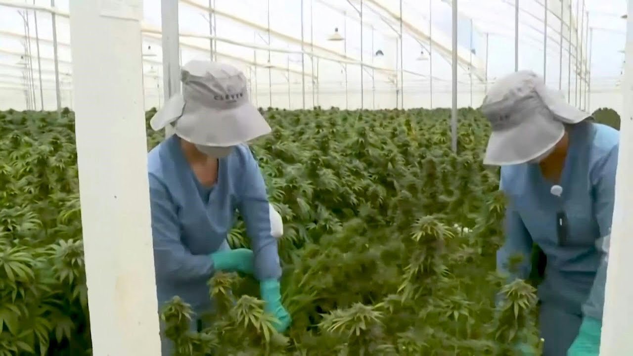 Colombia autoriza uso industrial del cannabis y su exportación con fines medicinales | AFP