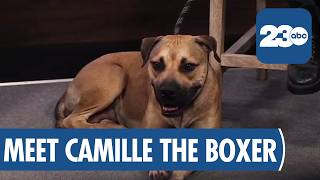 Wag Wednesday: Meet Camille, A Sweet Boxer Mix in Bakersfield