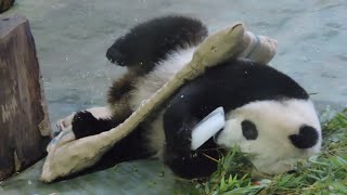 20150706-4 生日禮物滿地拋 圓仔再把冰塊咬 Giant Panda Yuan Zai