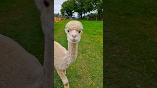 Download Mp3 Greedy 🦙 #shorts2025 #look_mom_im_cooking #alpaca #thisisirelandbaby #wicklow #dublin #ireland Gudang lagu Download Mp3 Greedy 🦙 #shorts2025 #look_mom_im_cooking #alpaca #thisisirelandbaby #wicklow #dublin #ireland