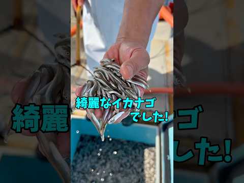 カゴ1杯15万円😳⁉️ 獲れた『高級イカナゴ』を港に運びます😆🐟‼️ #船長の日常