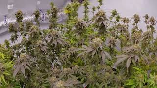 The Dank Of England #Winter Grow Showing All Colours Of The Rainbow