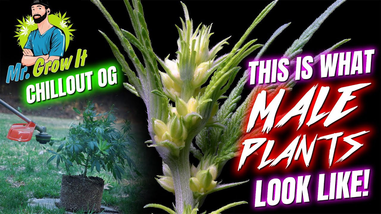 Our Mr. Growit Chillout OG Was A Male!