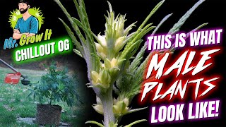 Our Mr. Growit Chillout OG Was A Male! screenshot 2