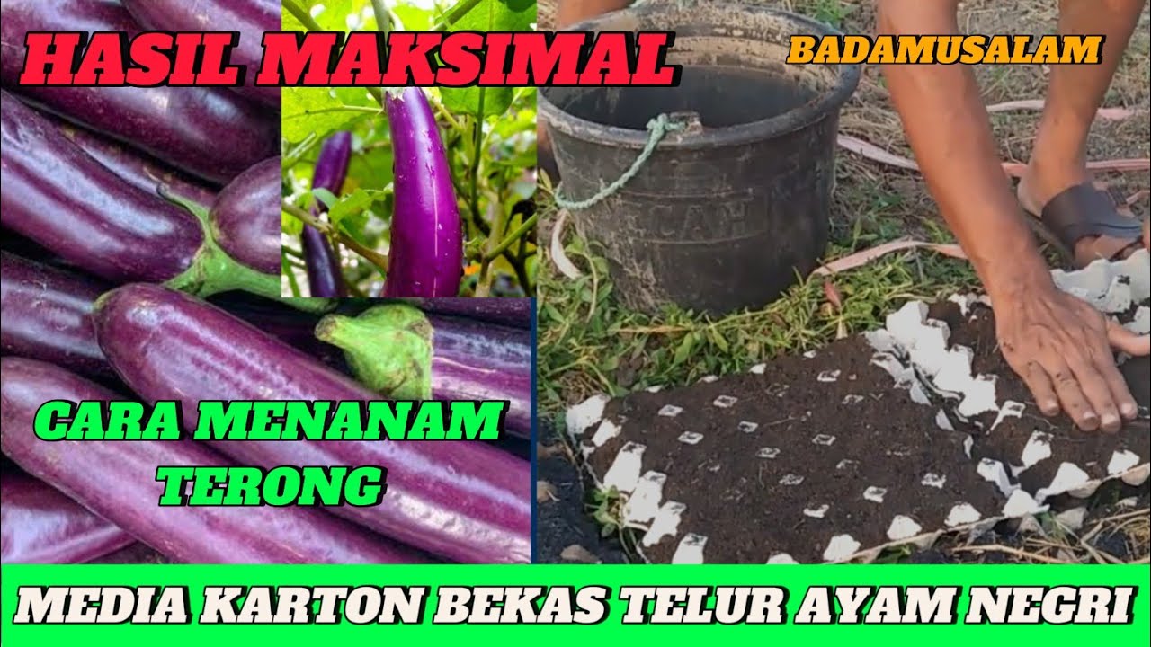 Menanam terong 