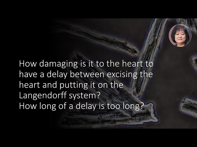 How long should it take to excise the heart and hang it on the Langendorff system?