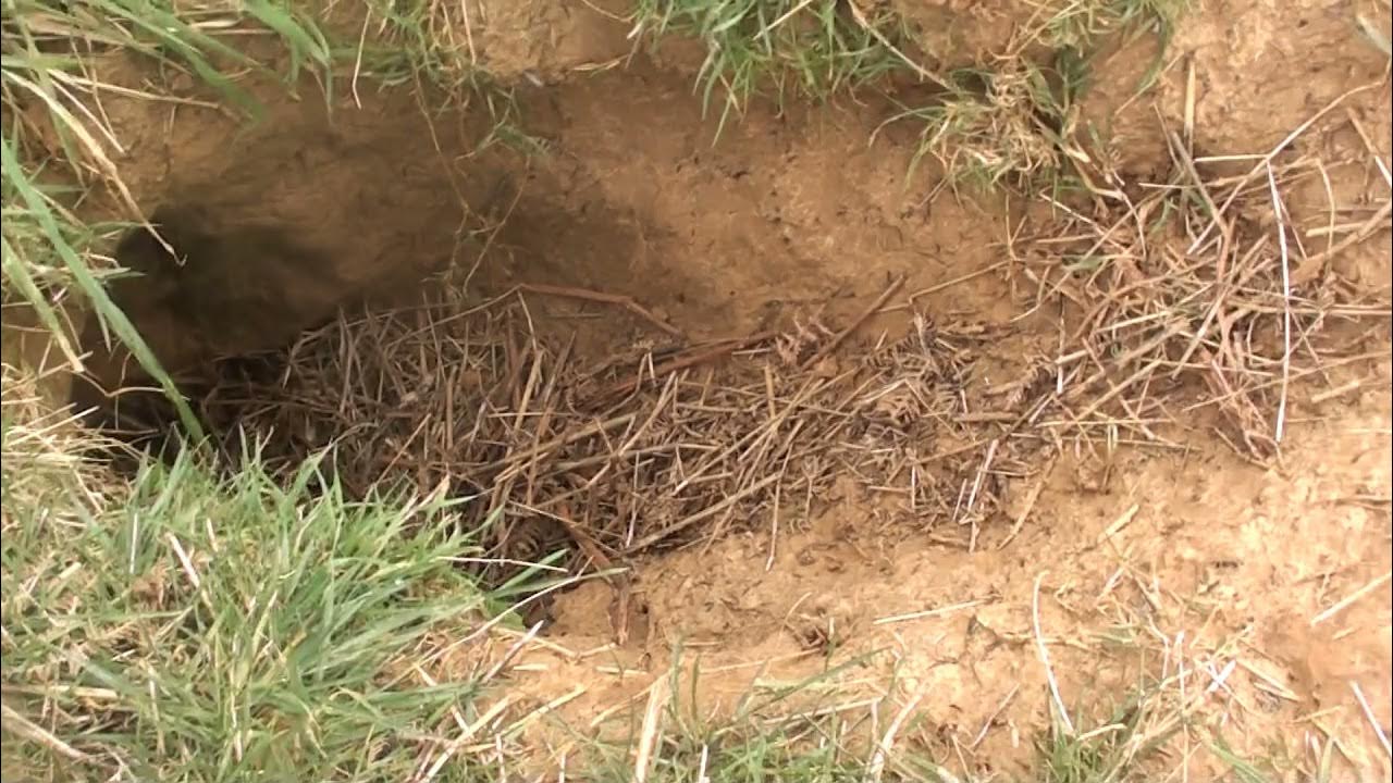 North Cotswold Hunt kill 7th March 2020 YouTube