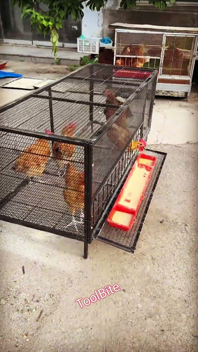 Innovative Chicken Coop Design for Urban & Rural Poultry Farmers #diytools