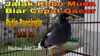 Pancingan Jalak Kebo Muda Biar Cepat Gacor Mompa Manggut2 Dengan Suara Khas Jalak Kebo  Gacor