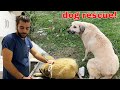 ARABA ÇAPRAN KÖPEK! Arka Ayaklarına Basamıyordu! Kızına Nasıl Kavuştu? #TheVet#dogrescue