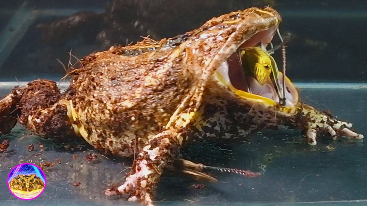 PACMAN FROG EATING LOCUST! FROG eating / Pacman frog (Satan)【LIVE FEEDING】 YouTube