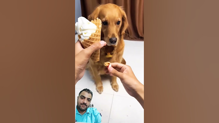 Funny videos. #funny #dog #pets #cute #fyp