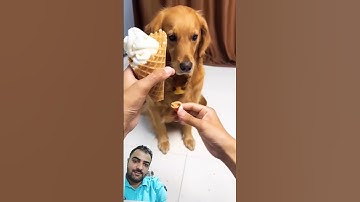 Thumbnail of Funny videos. #funny #dog #pets #cute #fyp