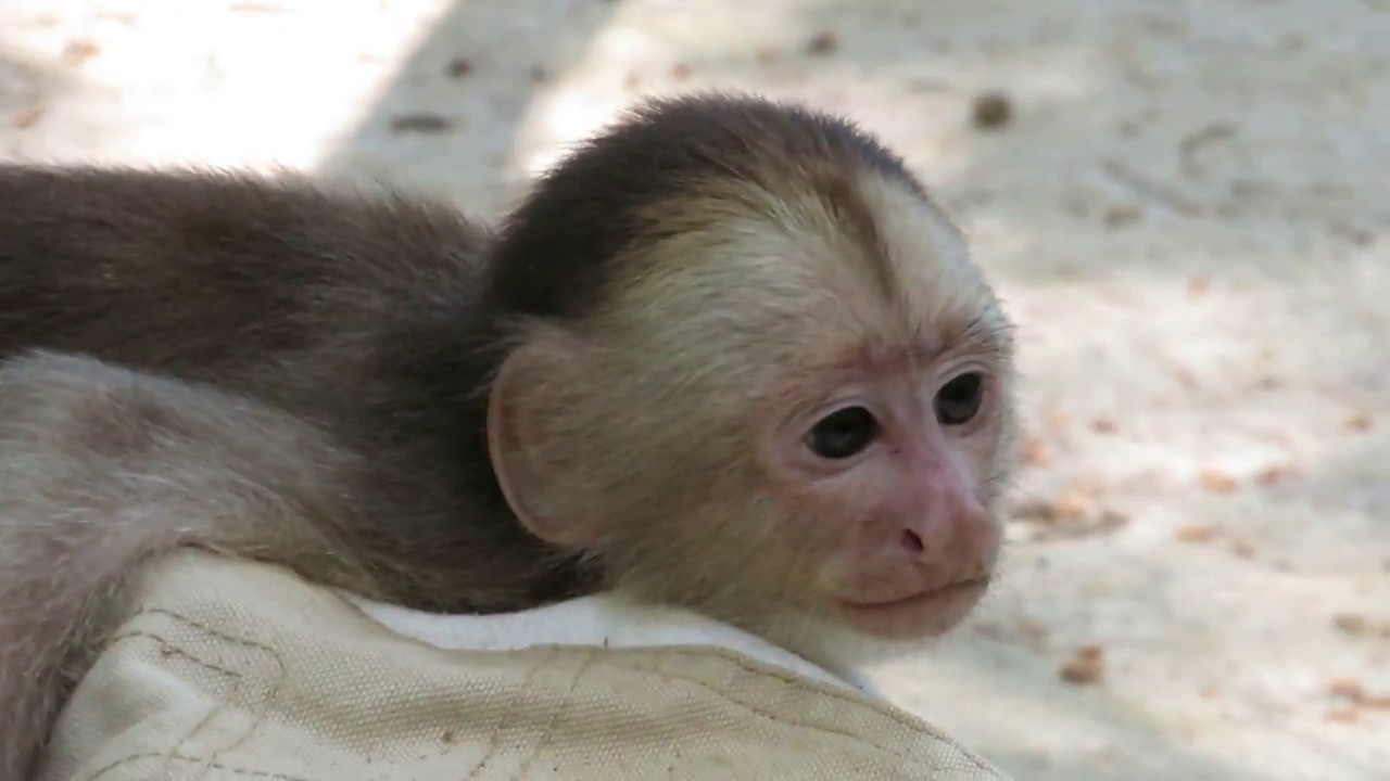 Adorable rescued White-fronted Capuchin Monkey 