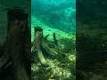 Under the surface at Ponce de Leon Springs 🌿