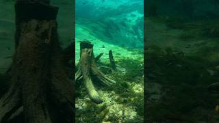 Under the surface at Ponce de Leon Springs 🌿