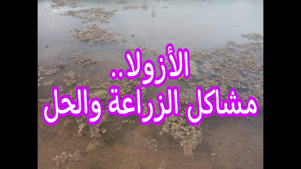 الأزولا.. مشاكل الزراعة وحلها للحصول على أعلى إنتاجية