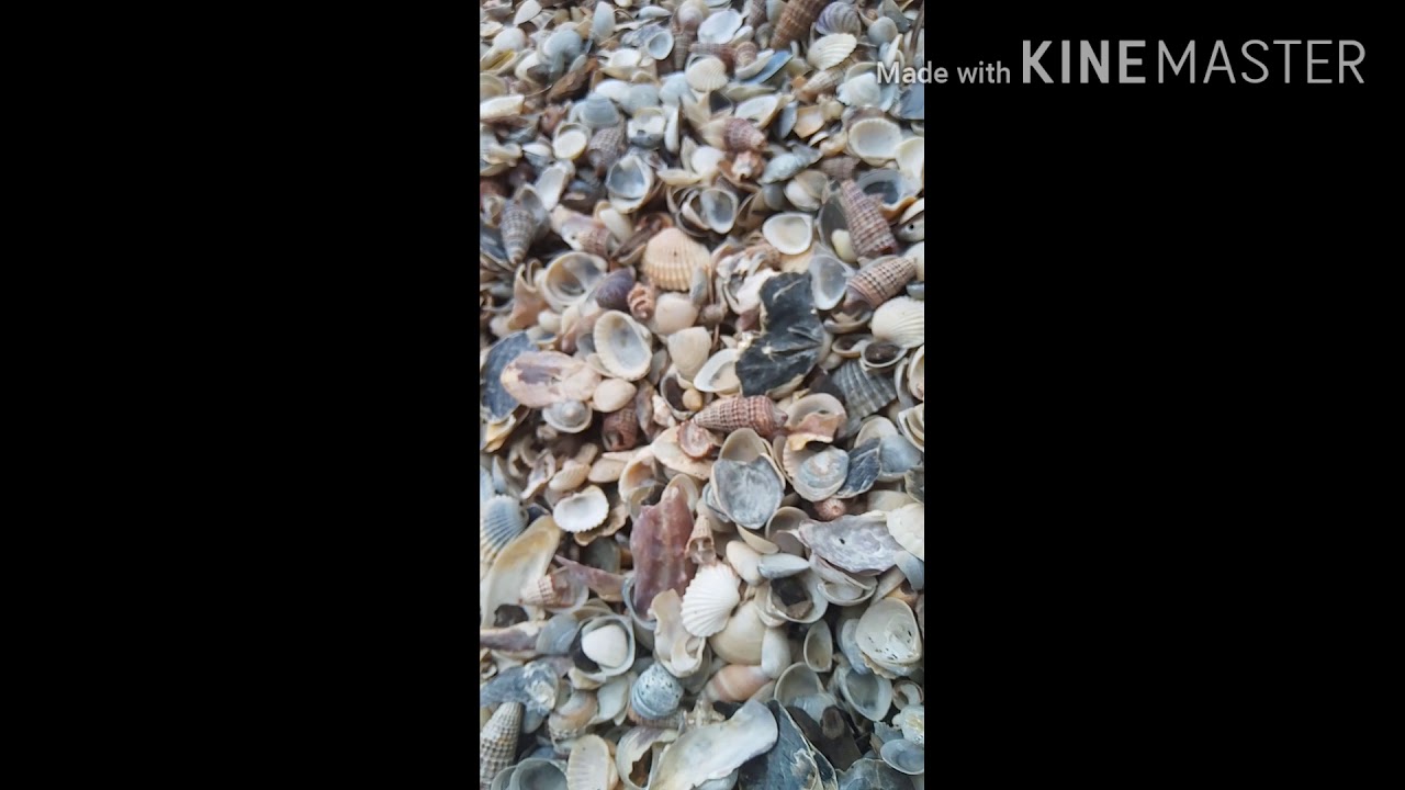 Pasir kerang