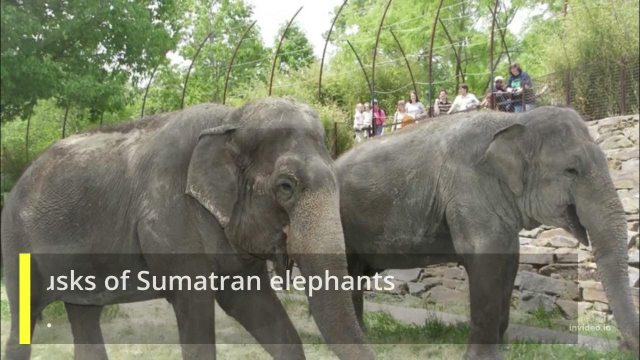 10 Interesting Facts about Sumatran Elephants in Way Kambas, Unique