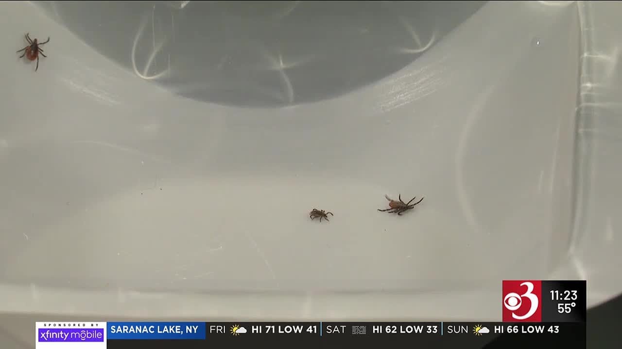 Is there a link between ticks and invasive plant species?