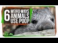 Fecal Shields, and 5 Other Ways Animals Use Poop