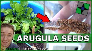 How to Save Arugula Seeds