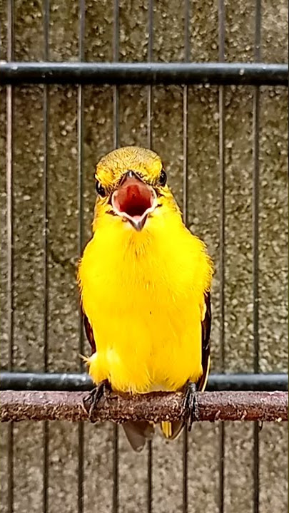 Suara Burung Mantenan Gunung