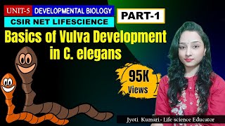 VULVA DEVELOPMENT IN C. elegans (PART-1) || CSIR NET|| DEVELOPMENTAL BIOLOGY | IMPORTANT