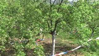 Rtv Vranje Bomba Kasikara U Vocnjaku 04 05 2015