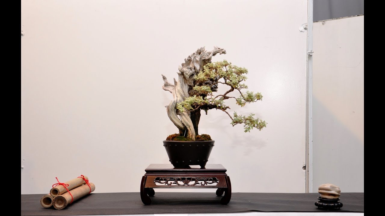 COLECCION BONSAI YAMADORI de JAVIER MAURE CAPITULO II YouTube