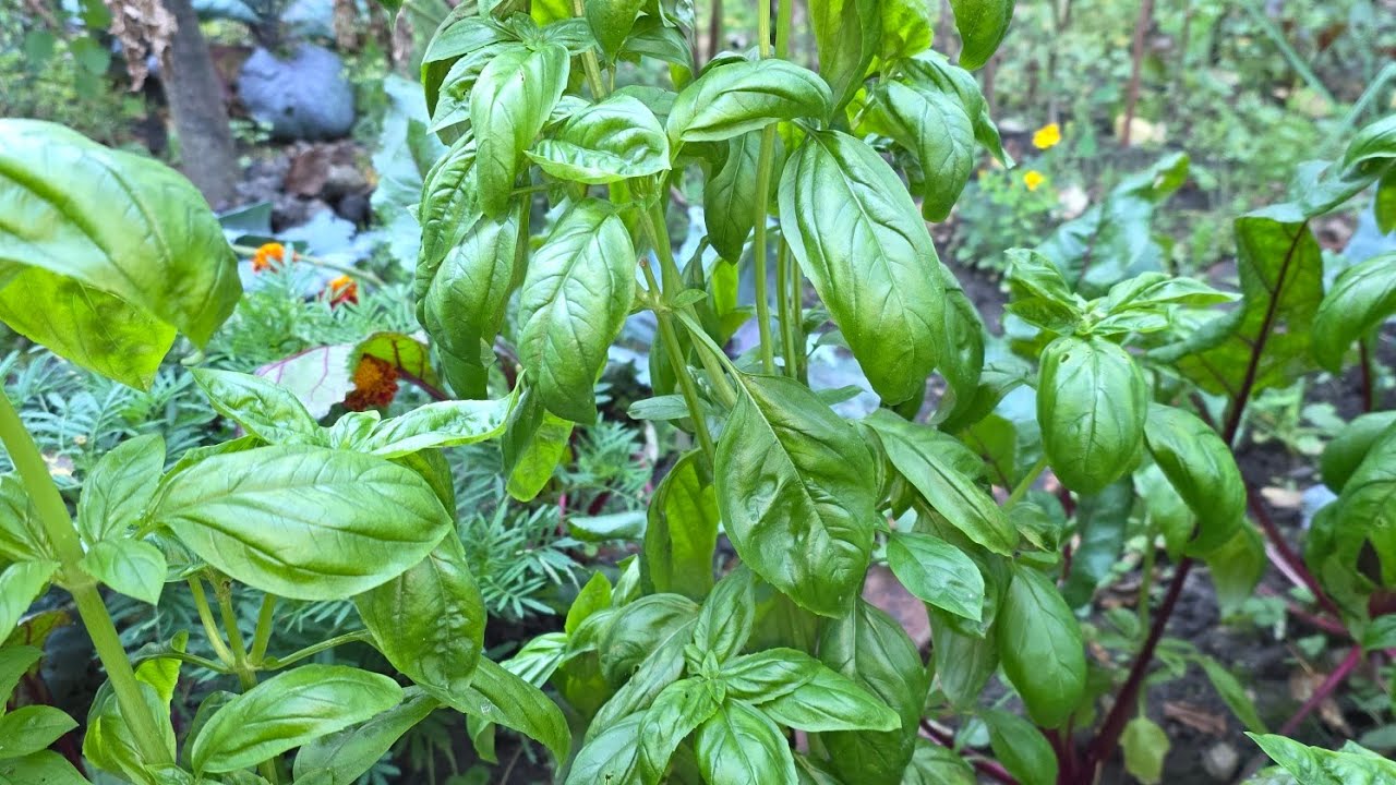 How To Preserve Basil For Longterm Use // Marie's 716 garden vlog 