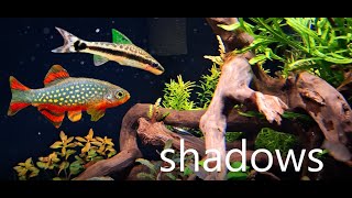 Pretty Aquarium shadows