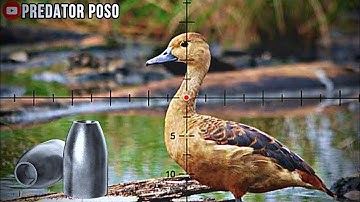 GILA.! BERBURU BURUNG BELIBIS SUPER MELIMPAH. SENAPAN ANGGIN PCP PREDATOR 500cc