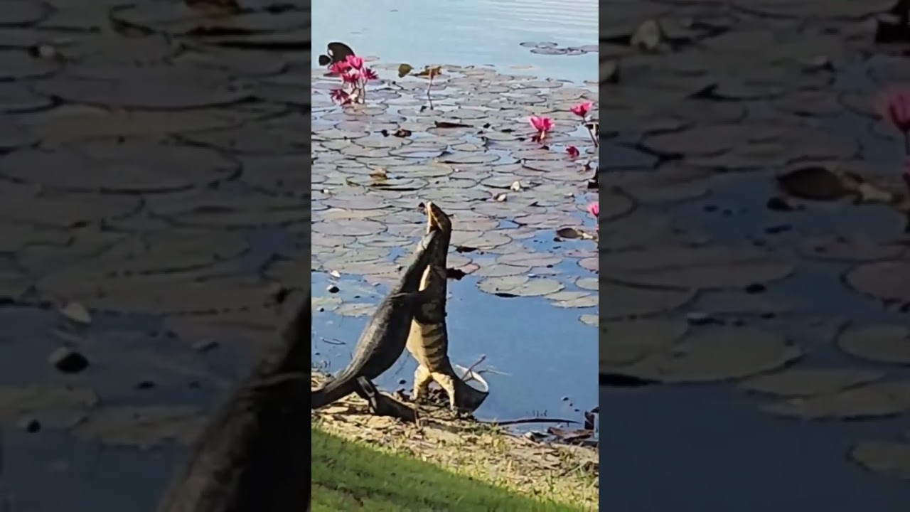 Отель на Пхукете Angsana Laguna (подробности в описание) 