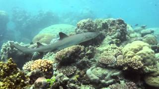 Down Under Cruise And Dive Cairns By Grasshopper Travel