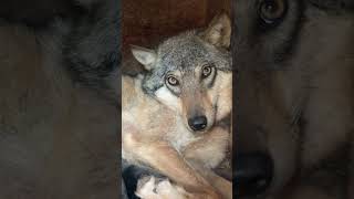 Пополнение от Лелу и Рагнара #wolf #волкособ #животные #волэнд #собака #хаски #топ