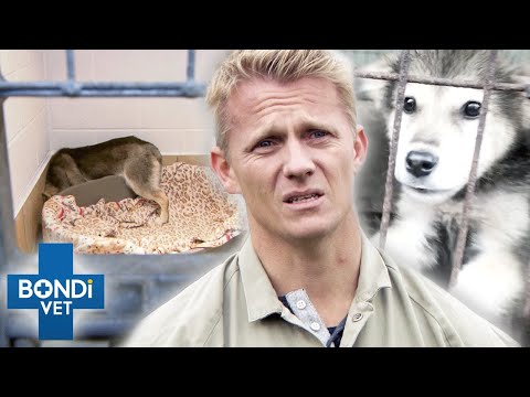 Video: Angst aangejaagde hond gered van vleesboerderij heeft een grote verrassing