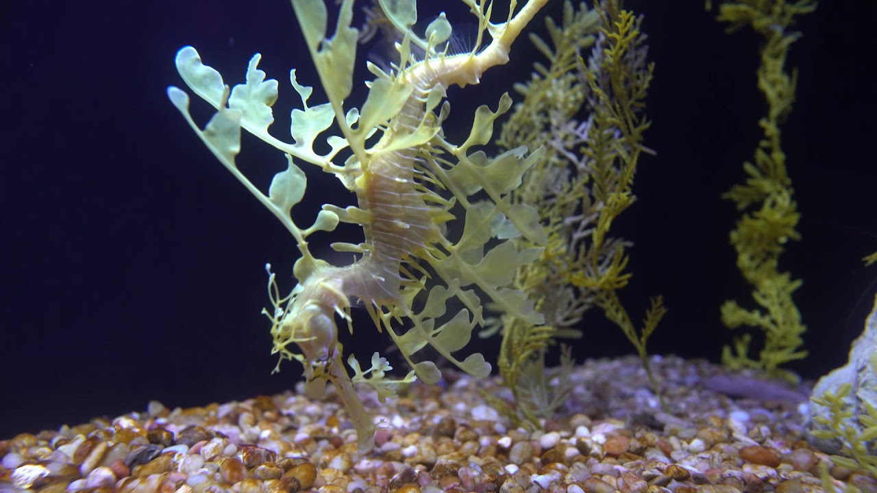 Leafy Seadragon Video From Scripps Institution Of Oceanography